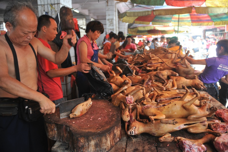 Festival de Yulin en Chine stop au massacre. Fondation Assistance