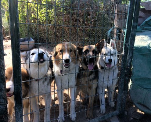 Huskies et Bergers allemands