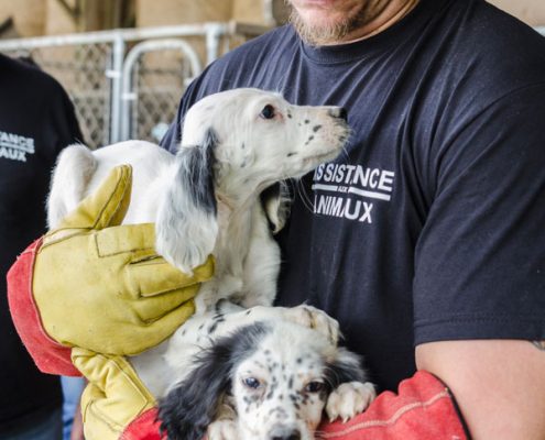 adoption sauvetage chiens