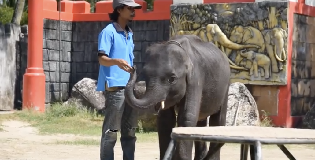 Un Bebe Elephant Meurt Apres Que Ses Pattes Arrieres Se Soient Cassees En Executant Des Tours Pour Les Touristes Fondation Assistance Aux Animaux Actualites