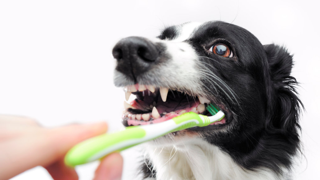 Soins dentaires du chien : 8 conseils et bonnes pratiques