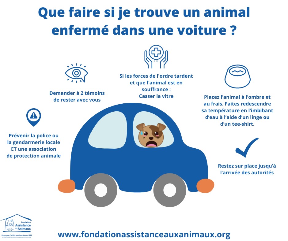 Loi : que faire si on trouve un chien dans une voiture en plein soleil -  Fondation Assistance aux Animaux - Actualités