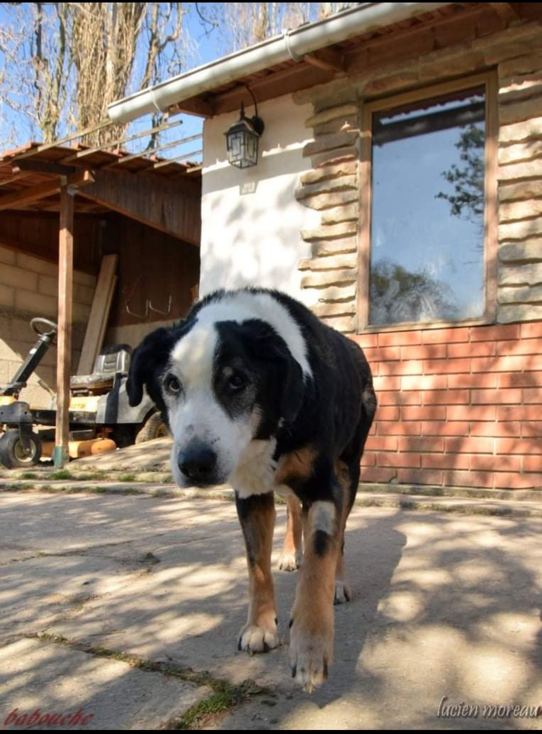 Hommage à Babouche Chienne Sauvée Par La Fondation Et Prise En Charge Au Refuge De Villevaudé 0036