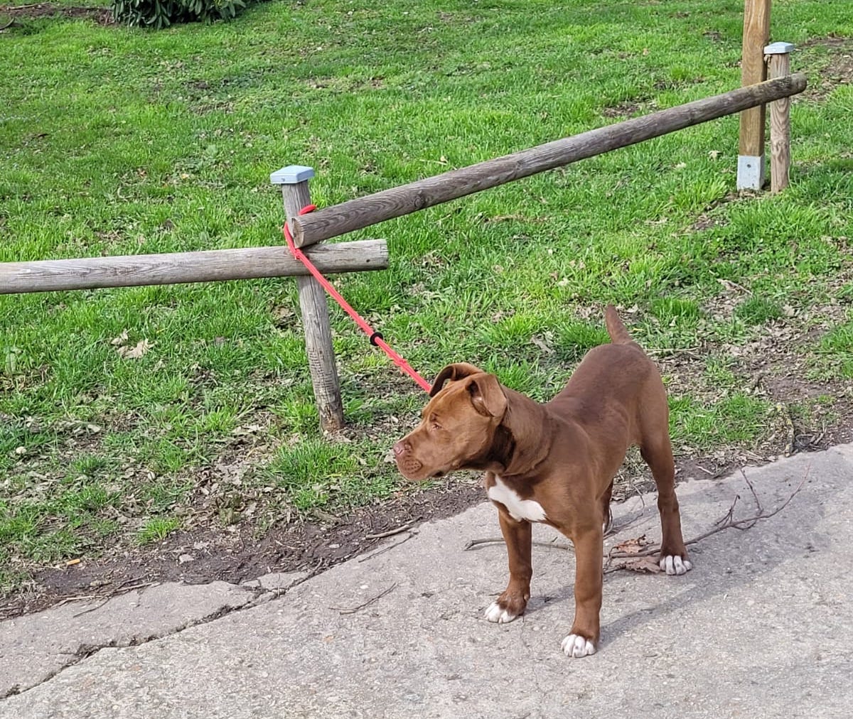 Un Chiot Abandonné Aux Portes Du Refuge De Villevaudé Fondation Assistance Aux Animaux 7550